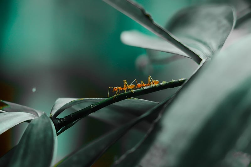 Pressed Leaves